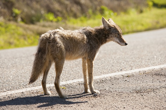 Home & yard safety: Deterring coyotes